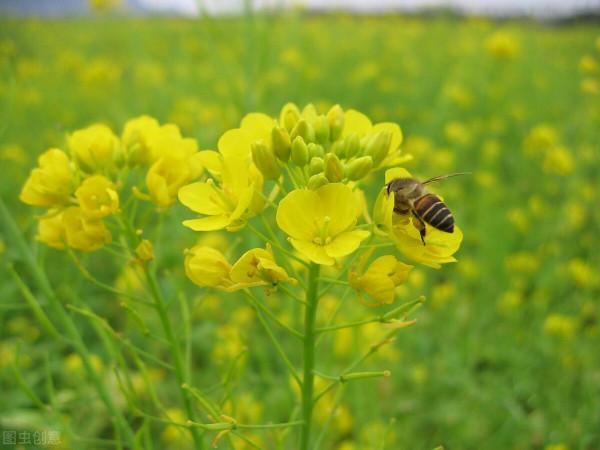 美麗景色，油菜花海，美不勝收，金燦燦，飄著淡淡的香味