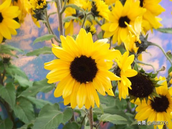 雲臺花園花的海洋