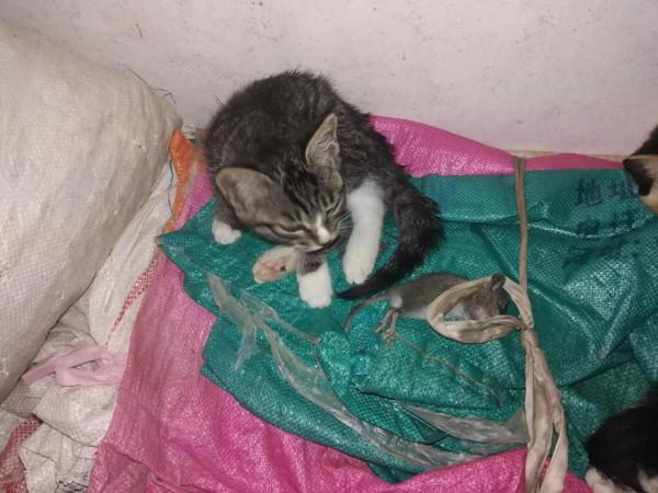 我驚呆了!貓這可愛的小精靈,竟然懂得知恩圖報、邀功請賞 我驚呆了!貓這可愛的小精靈,竟然懂得知恩圖報、邀功請賞