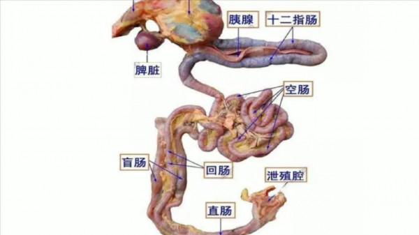 雞有8個地方毒素最重，不要亂吃，24年1級廚師講解雞不能吃的位置