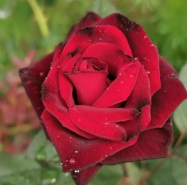 全年都開花的花,看一下這3種,家裡四季如春 全年都開花的花,看一下這3種,家裡四季如春