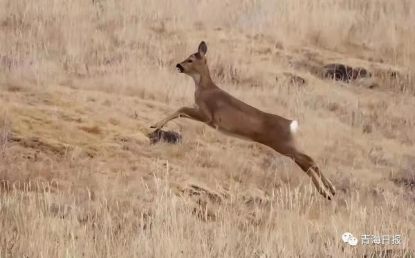 組圖｜“呆萌”狍鹿在祁連山境內上線啦