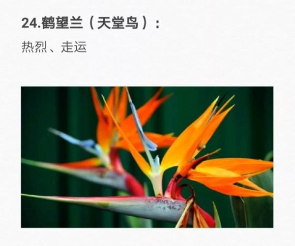 50種花的&OpenCurlyDoubleQuote;花語&rdquo;你知道那些？&lpar;二）「建議轉發收藏」