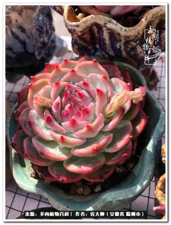 因多肉遇見滿滿的愛和美好，有多肉相伴，歲月生香