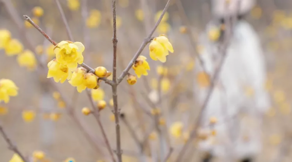 迎寒綻放！峰峰多處梅花盛開，一起去賞梅
