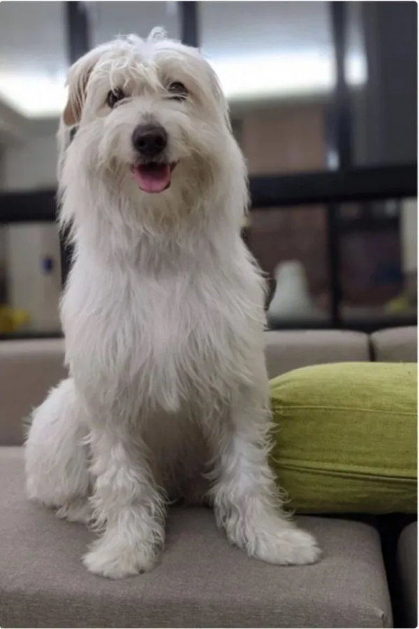 主人曬出家裡狗狗小時候和現在的對比照，全網被萌哭