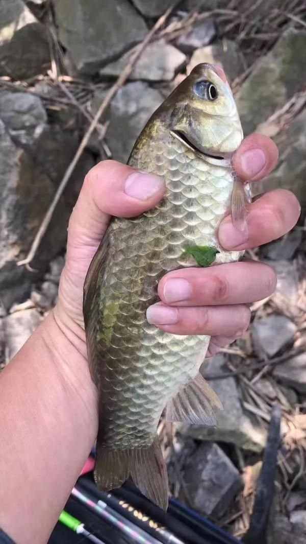 “秋天到，魚好釣”。但小魚鬧窩大魚難釣，釣大魚的方法來了