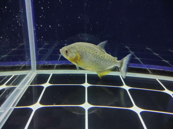 突發奇想的某些東西,可以放到魚缸裡當濾材嗎?最好不要嘗試 突發奇想的某些東西,可以放到魚缸裡當濾材嗎?最好不要嘗試