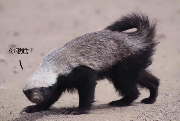 五獾同名不同姓，長相各有特色，他們有哪些生活習性？