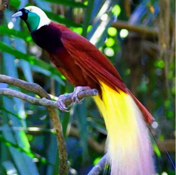 鳥的世界 鳥的天堂