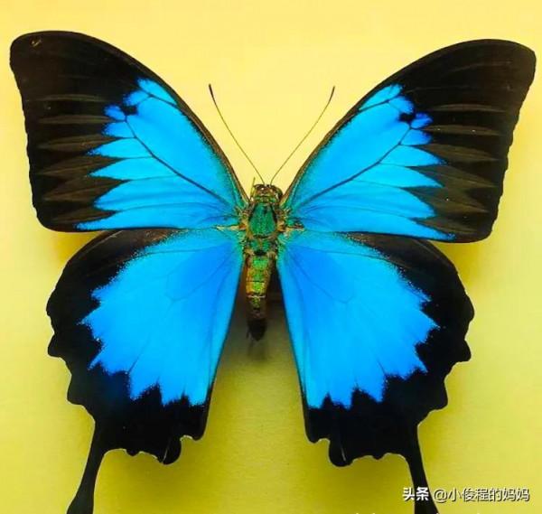 分享圖片-五顏六色的蝴蝶