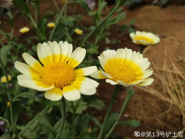 50種花春天播種，長滿小院子，能開一整年