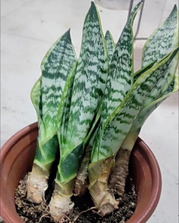 注意!花盆要是太深,養花要注意,很容易爛根 注意!花盆要是太深,養花要注意,很容易爛根