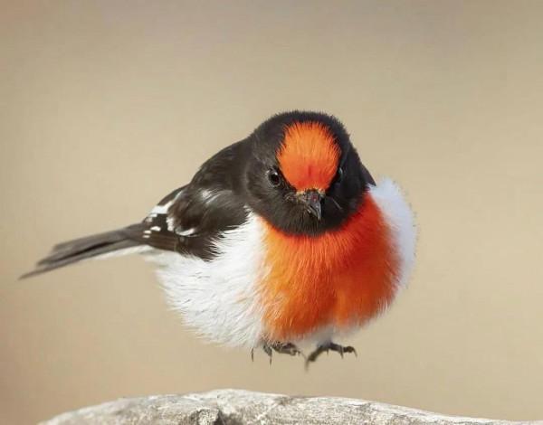 分享——最珍貴罕見的鳥