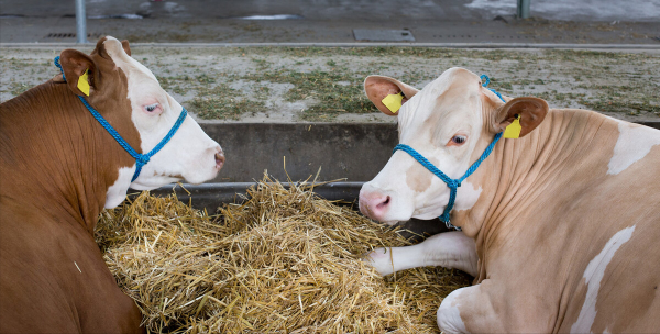 大叔零經驗創業養牛，靠堅持和誠信，銷售額過億成養殖界的牛人