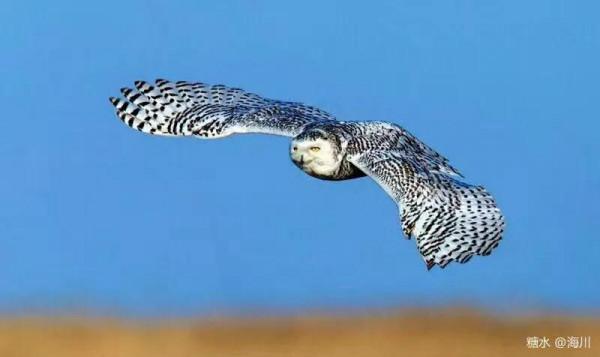 藍冰現代詩：北極雪鴞