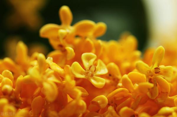 八月中秋，正是屬於桂花的時節