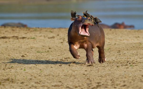 監守自盜的赤腳醫生,兼職吸血鬼的保潔人員:牛椋鳥 監守自盜的赤腳醫生,兼職吸血鬼的保潔人員:牛椋鳥