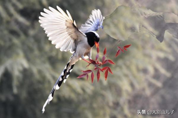 抓拍紅嘴藍鵲飛行