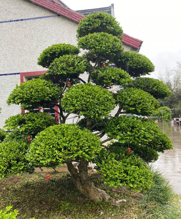 豪宅的標配“黃楊樹” 豪宅的標配“黃楊樹”