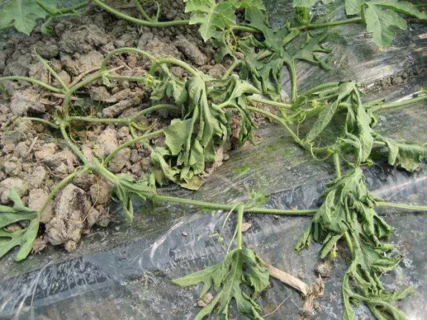 枯萎病、根腐病、黃萎病、青枯病&hellip;病害等該怎麼防治