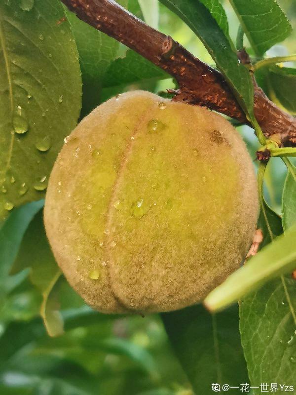 吃桃季,院子還沒種桃樹的看過來,純天然無公害 吃桃季,院子還沒種桃樹的看過來,純天然無公害