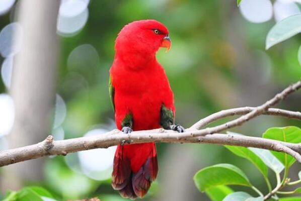 十種神奇紅色動物排行榜 小龍蝦上榜，第七被稱為“財神魚”