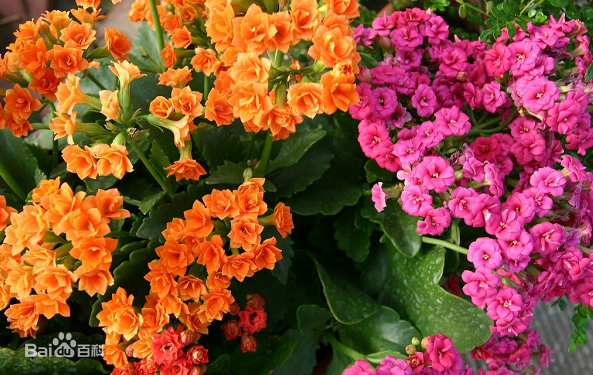 2022花開有時——正月初三 伽藍菜 大吉大利 長命百歲