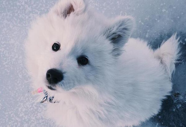 狗界“無攻擊性”犬種，哈士奇上榜