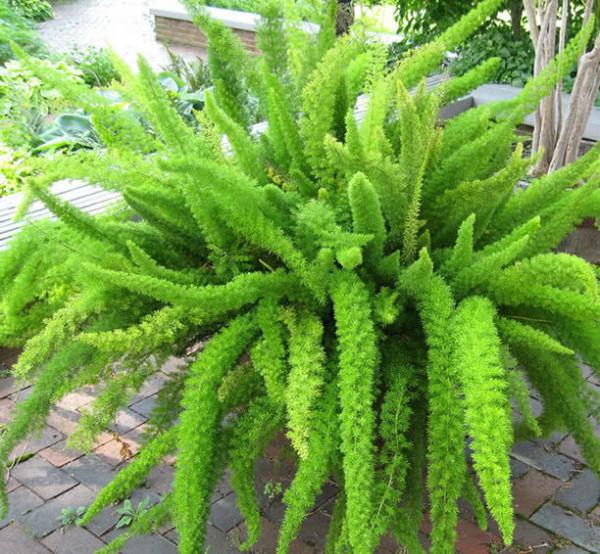 100種觀葉綠植,50種大型的,50種小型的,家裡沒有陽光也能養 100種觀葉綠植,50種大型的,50種小型的,家裡沒有陽光也能養