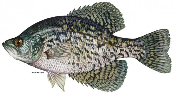 小溫釣魚記之採花（Crappie）大盜