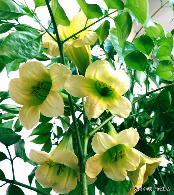 適合客廳養的6種“鎮宅花”，美觀大氣又好養，越養越旺家