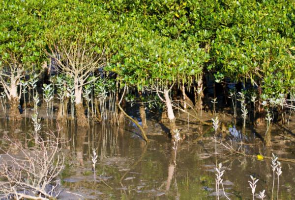 二戰離奇事件:上千名日軍被困孤島,未發生戰爭卻死傷殆盡 二戰離奇事件:上千名日軍被困孤島,未發生戰爭卻死傷殆盡
