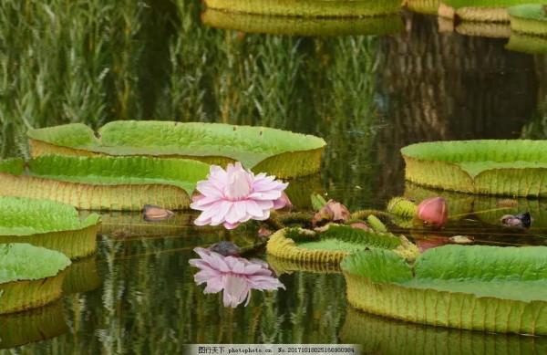 分享圖片，猶如曇花一現的王蓮開花，各種顏色，各種姿態大全