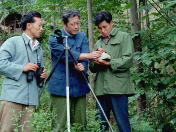 打死一隻判十年！各國朱䴉相繼滅絕，我國如何從7只增到4000只？