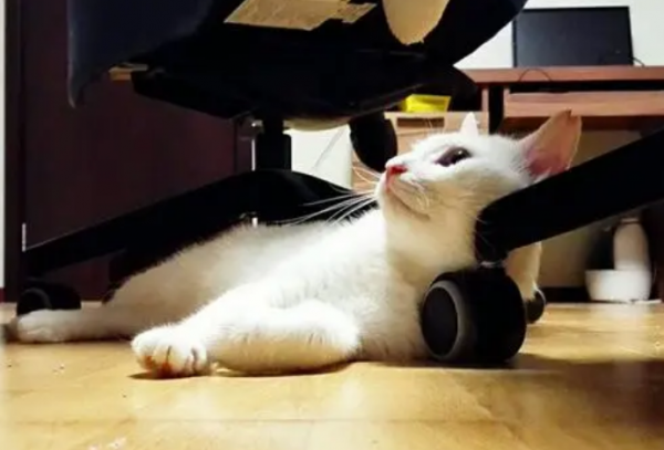 為什麼越來越多人養&OpenCurlyDoubleQuote;中華大白貓&rdquo;？網友：養了就不想換貓了