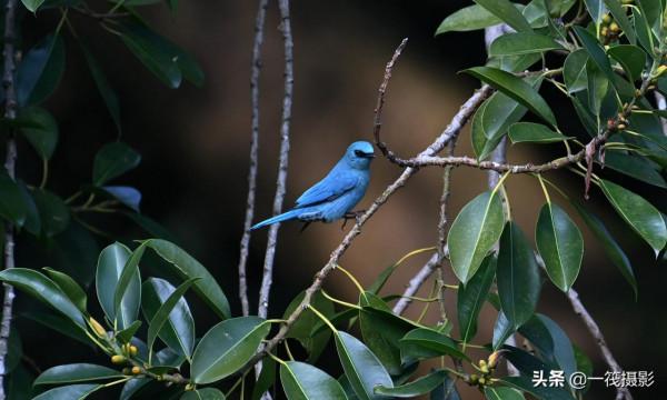 活躍在華南植物園裡的銅藍鶲