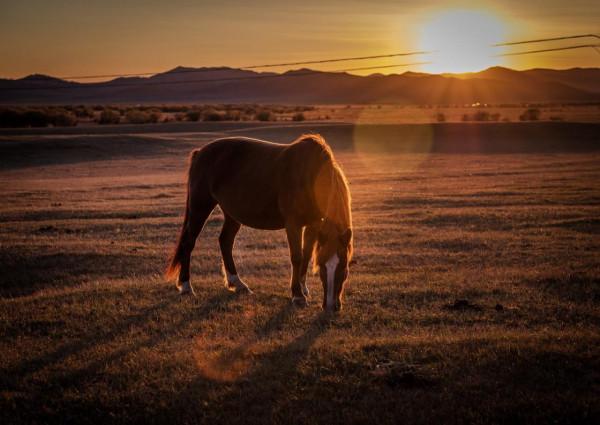 三天三季-我的烏蘭布統之旅-第五篇