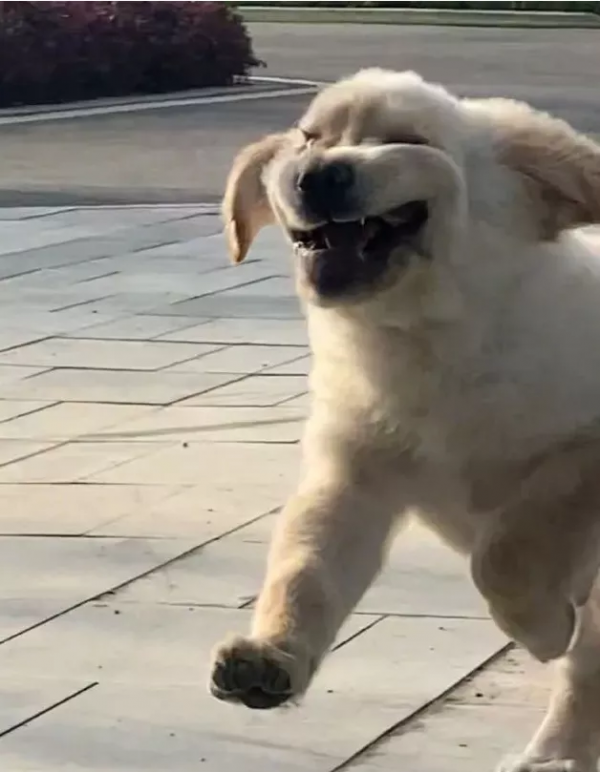 狗狗看了想暗殺主人的照片（閱後即焚）