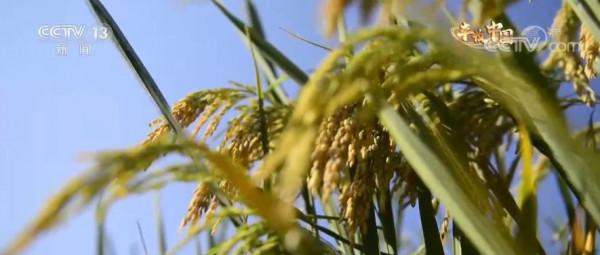 水稻最高畝產1123.87公斤 重新整理貴州省水稻高產紀錄