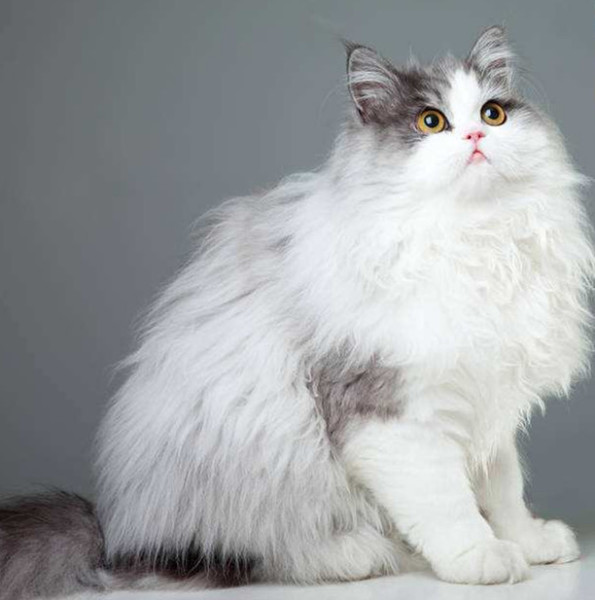 貓咪品種介紹大全！我們應該怎麼選擇適合自己的貓咪？