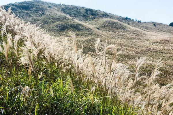 駕車登頂廣東大南山,滿山芒花深處是一個人的孤寂 駕車登頂廣東大南山,滿山芒花深處是一個人的孤寂