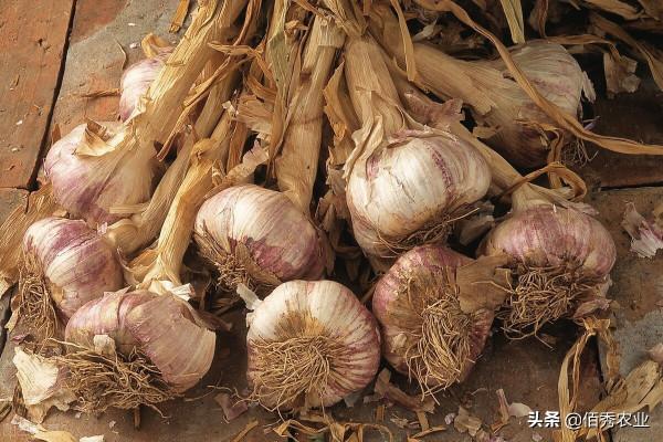 大蒜幾月份下種好？3個種植技巧，能減少病蟲草害，還能提高產量