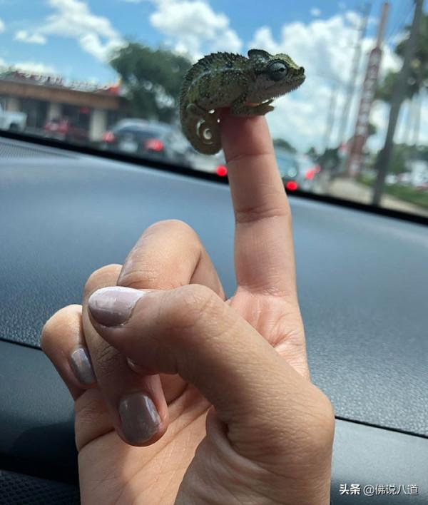 又想騙我養只萌寵：被惹毛的鱷魚，好凶