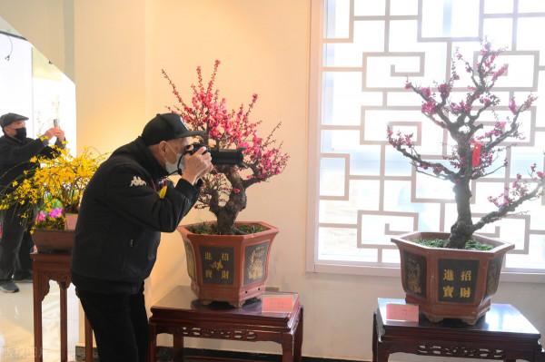 獨特的盆景之美 獨特的盆景之美