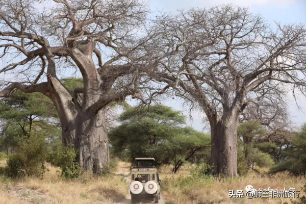什麼是“Safari”? 什麼是“Safari”?