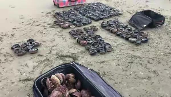 一早上撿了20萬的鮑魚~雖然免費撿,但這也太過分了……(二) 一早上撿了20萬的鮑魚~雖然免費撿,但這也太過分了……(二)