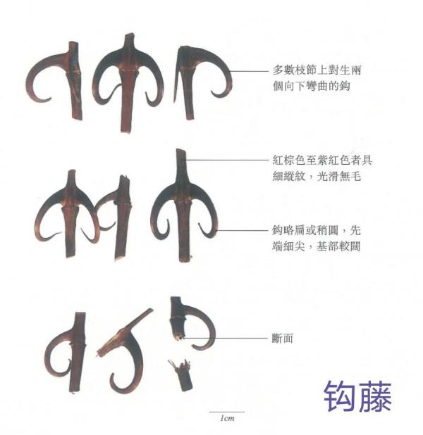 中藥古今研究:鉤藤 中藥古今研究:鉤藤