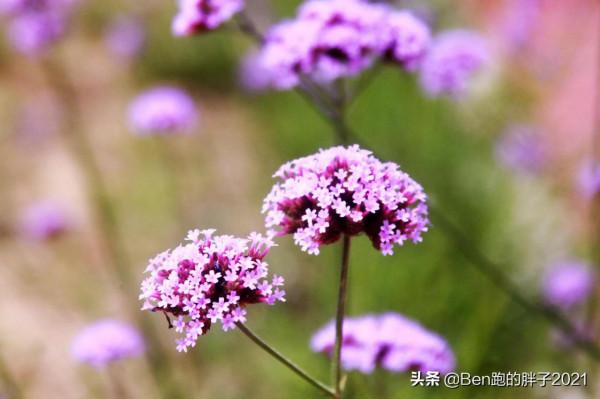 我視界裡的花花草草
