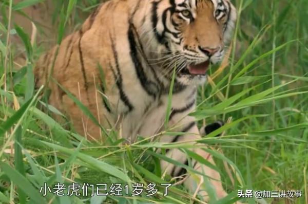 野生東北虎重現江湖 四隻小老虎捕獵一隻野鴨子失敗 虎媽媽親自示範